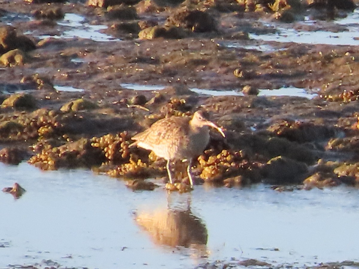 Кульон середній - ML649439226