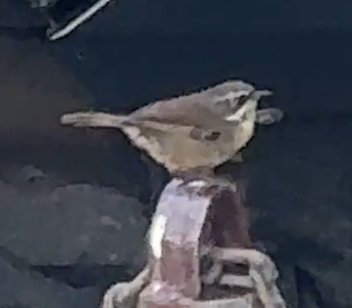 Кущовик білочеревий - ML649439231