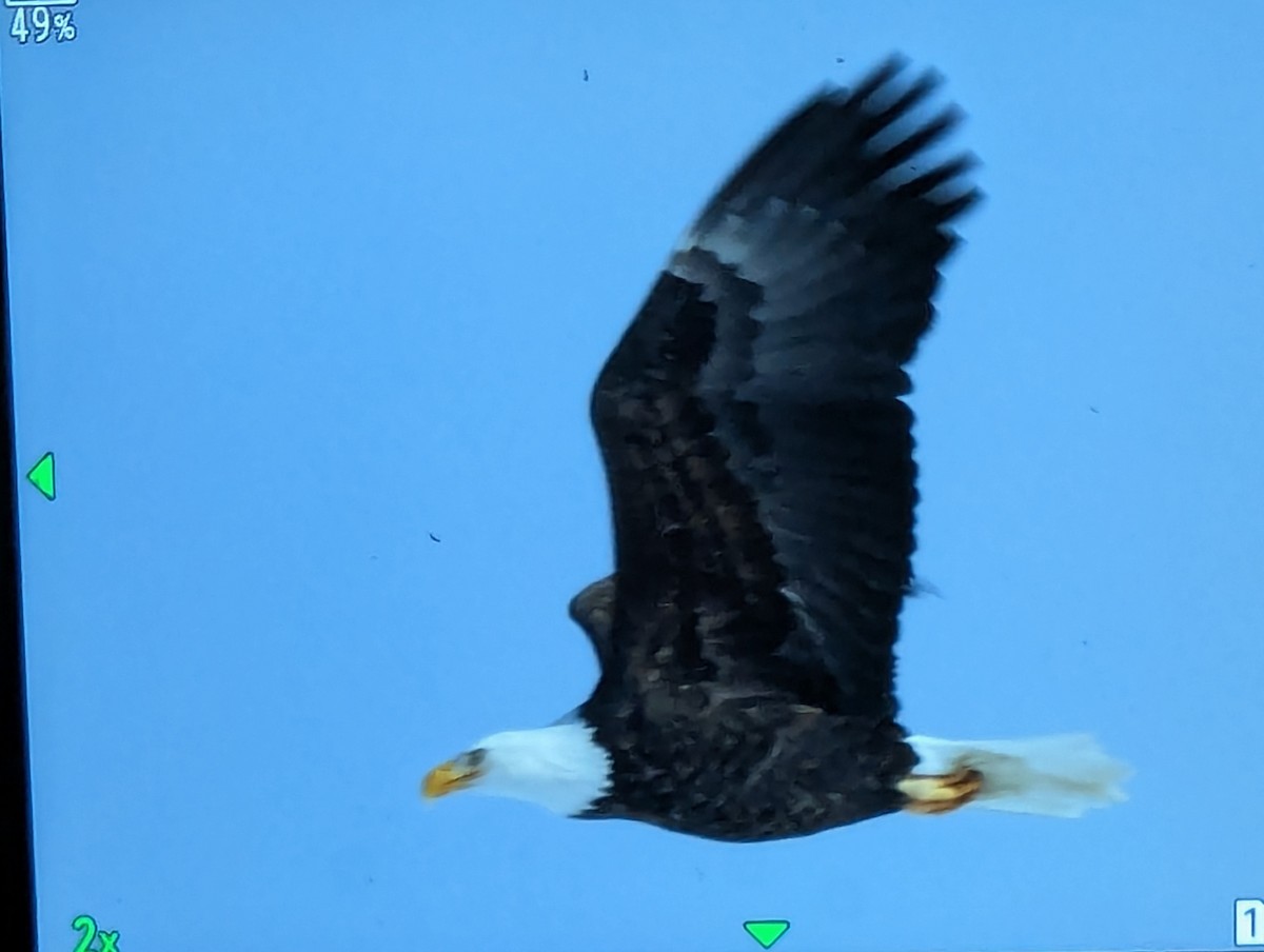 עיטם לבן-ראש - ML649439278