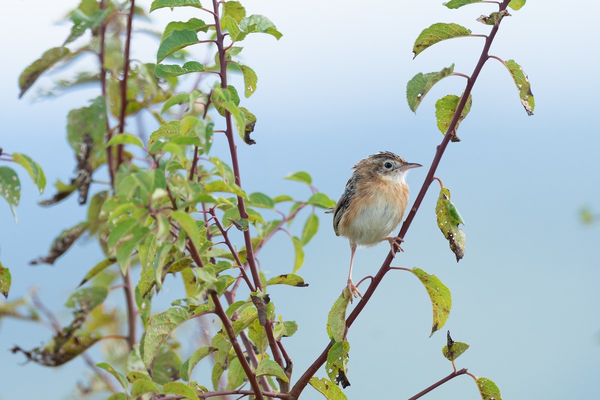 Ihi-txoria - ML649439280