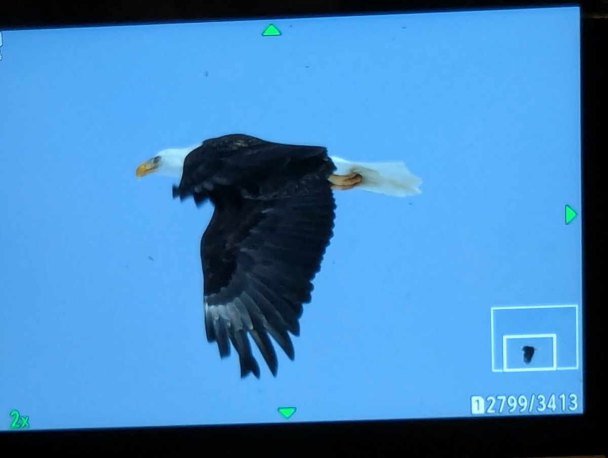 עיטם לבן-ראש - ML649439281