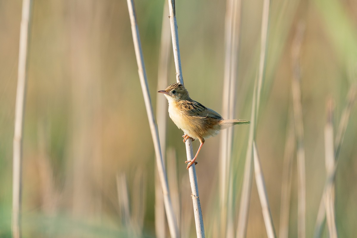 Ihi-txoria [juncidis Taldekoa] - ML649439300