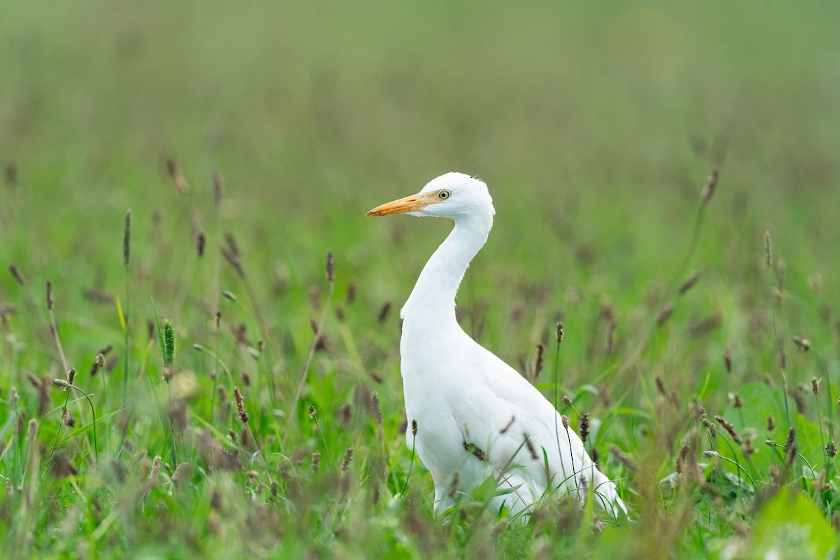 Koartzatxo itzaina - ML649439464