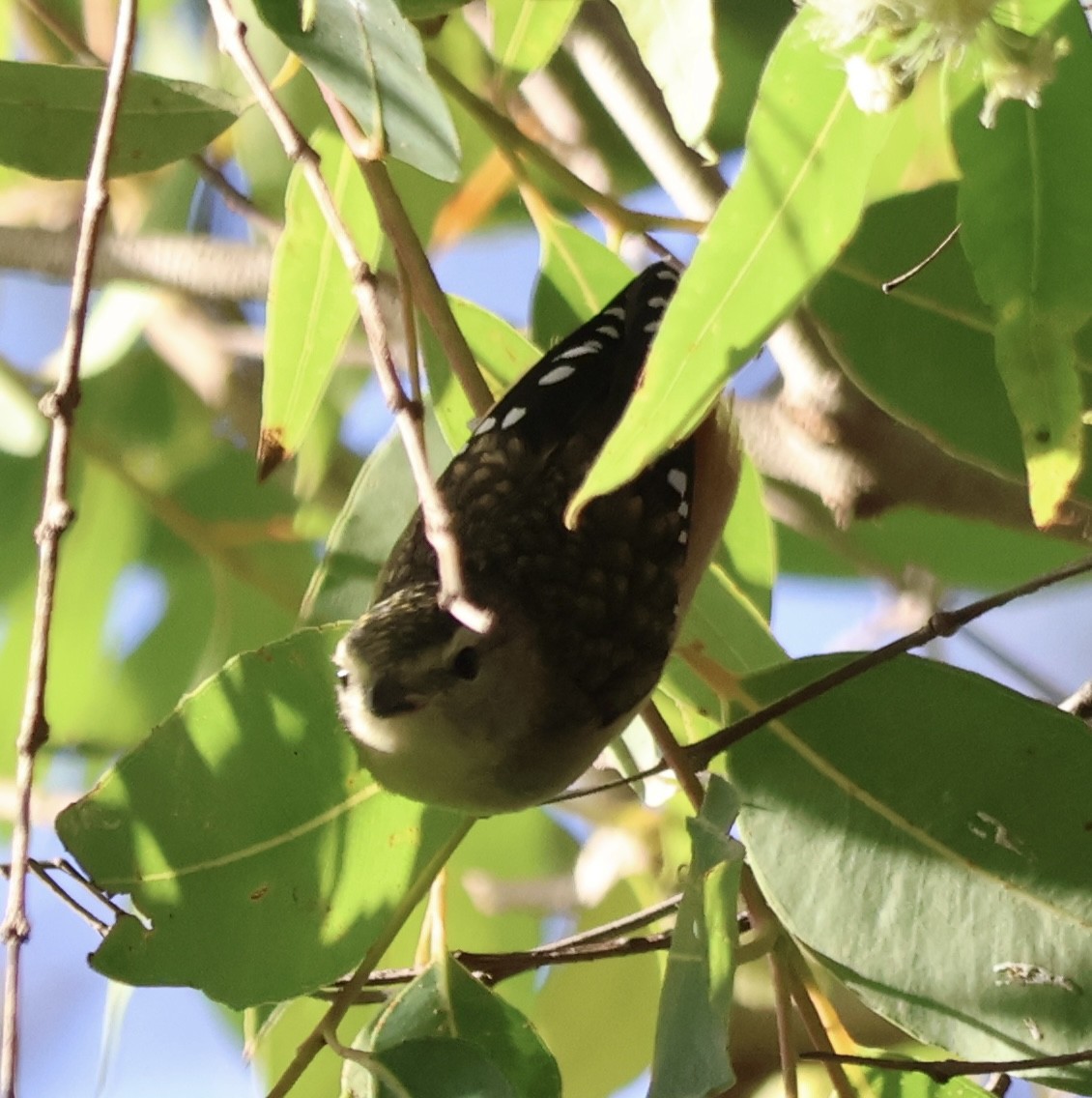 Діамантниця леопардова - ML649439616