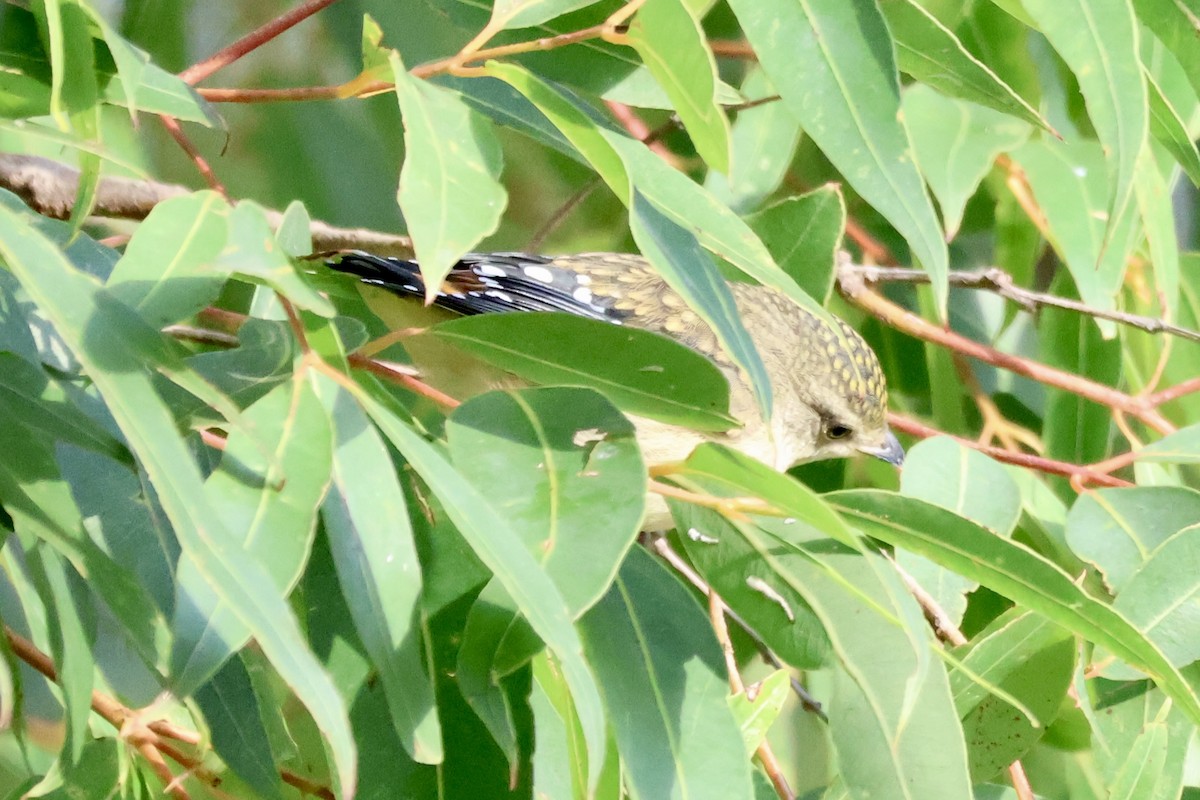 Діамантниця леопардова - ML649439617