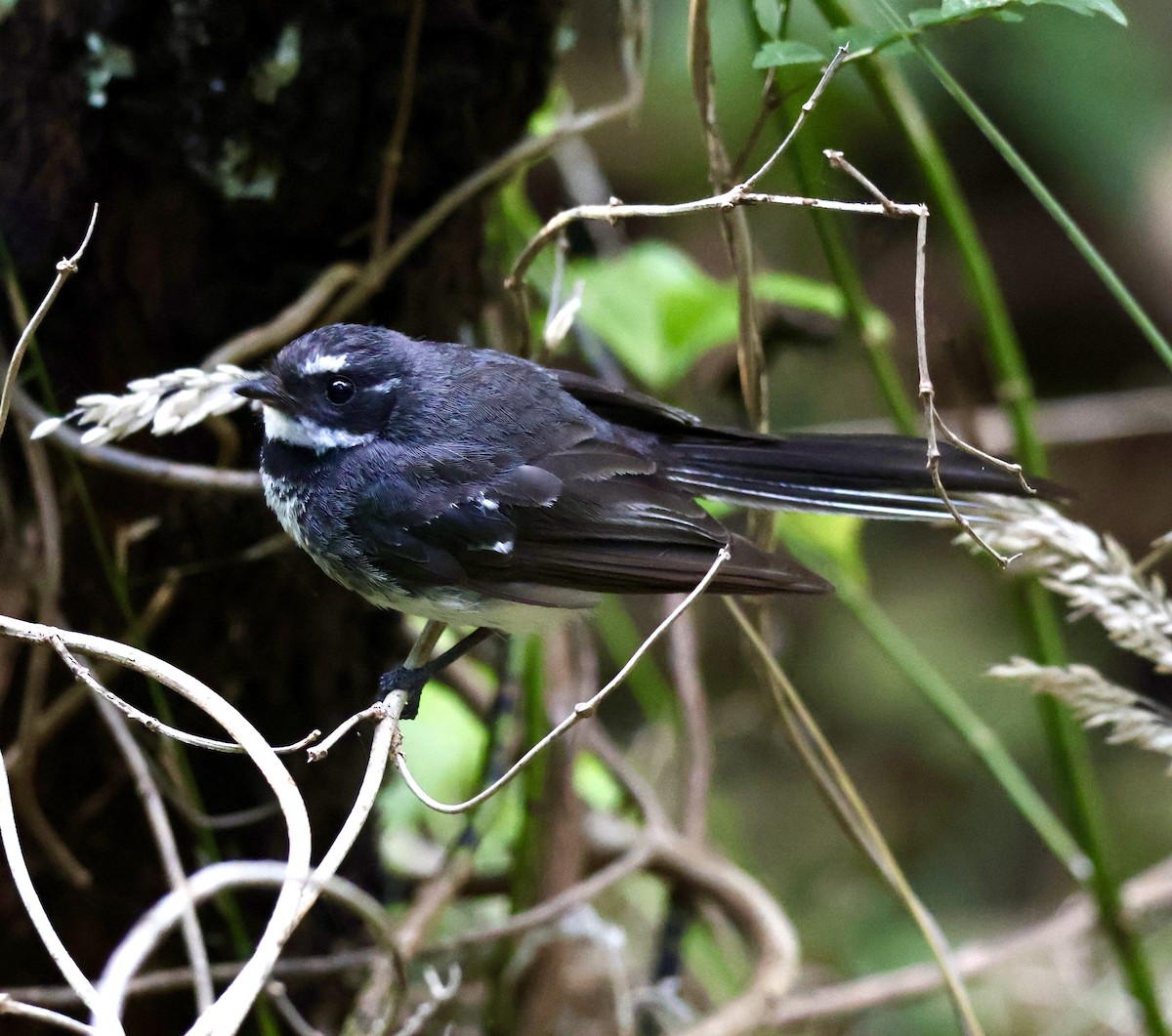 Віялохвістка сиза - ML649439624