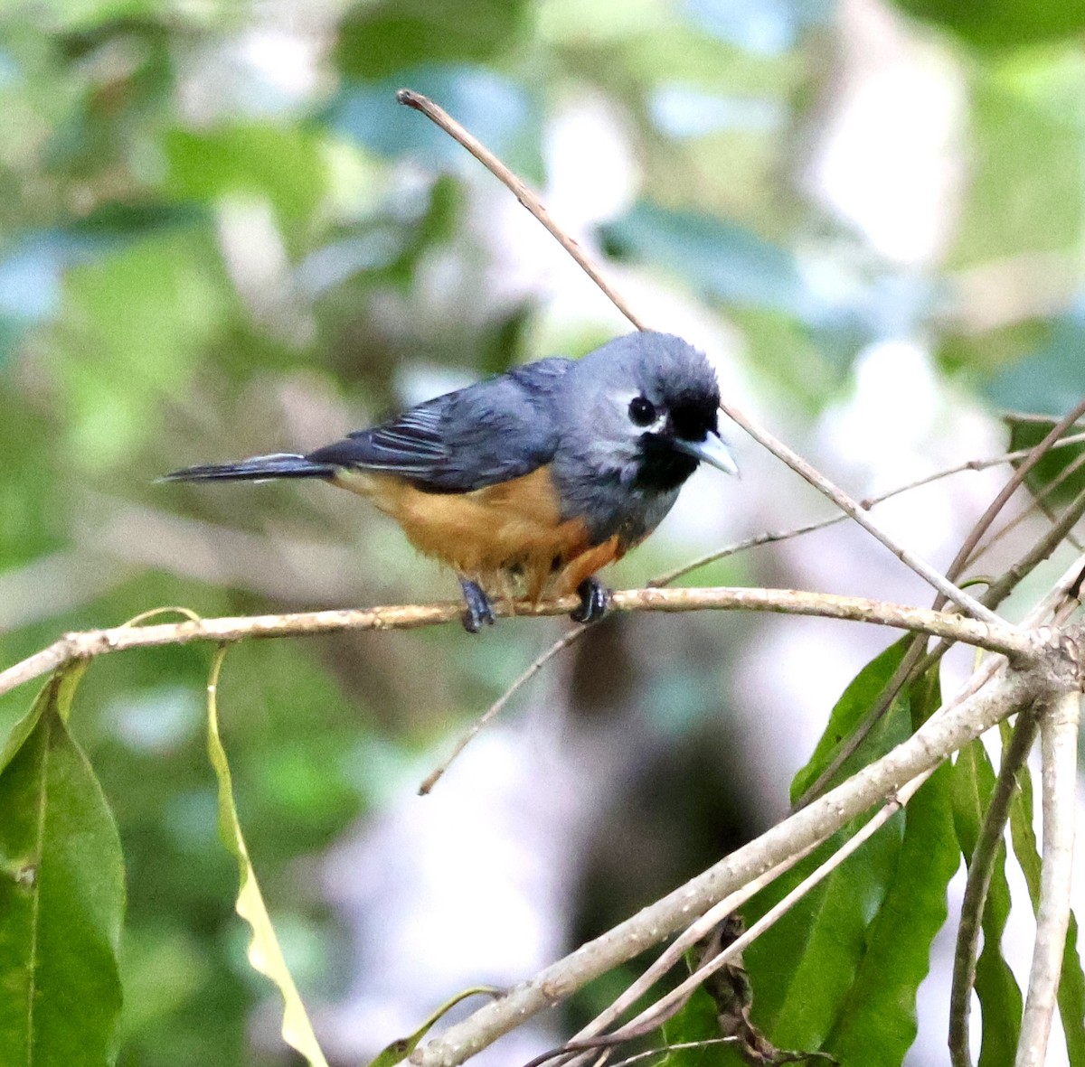 Монарх масковий - ML649439634