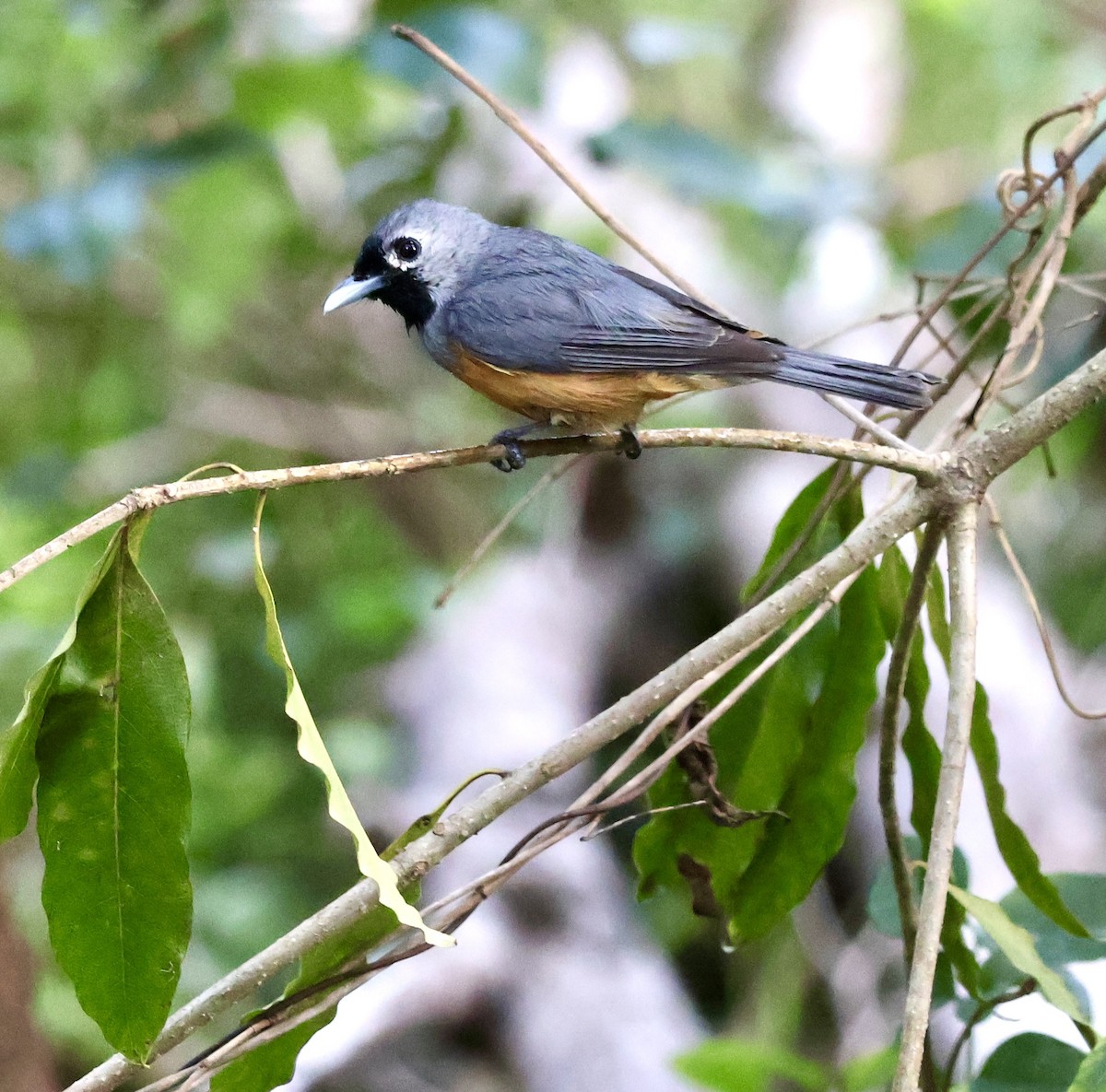 Монарх масковий - ML649439635