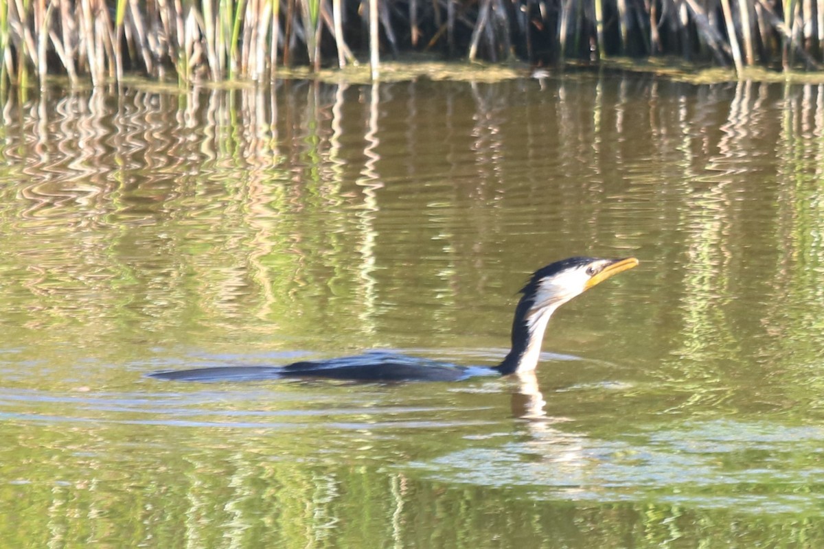 Баклан строкатий - ML649439937