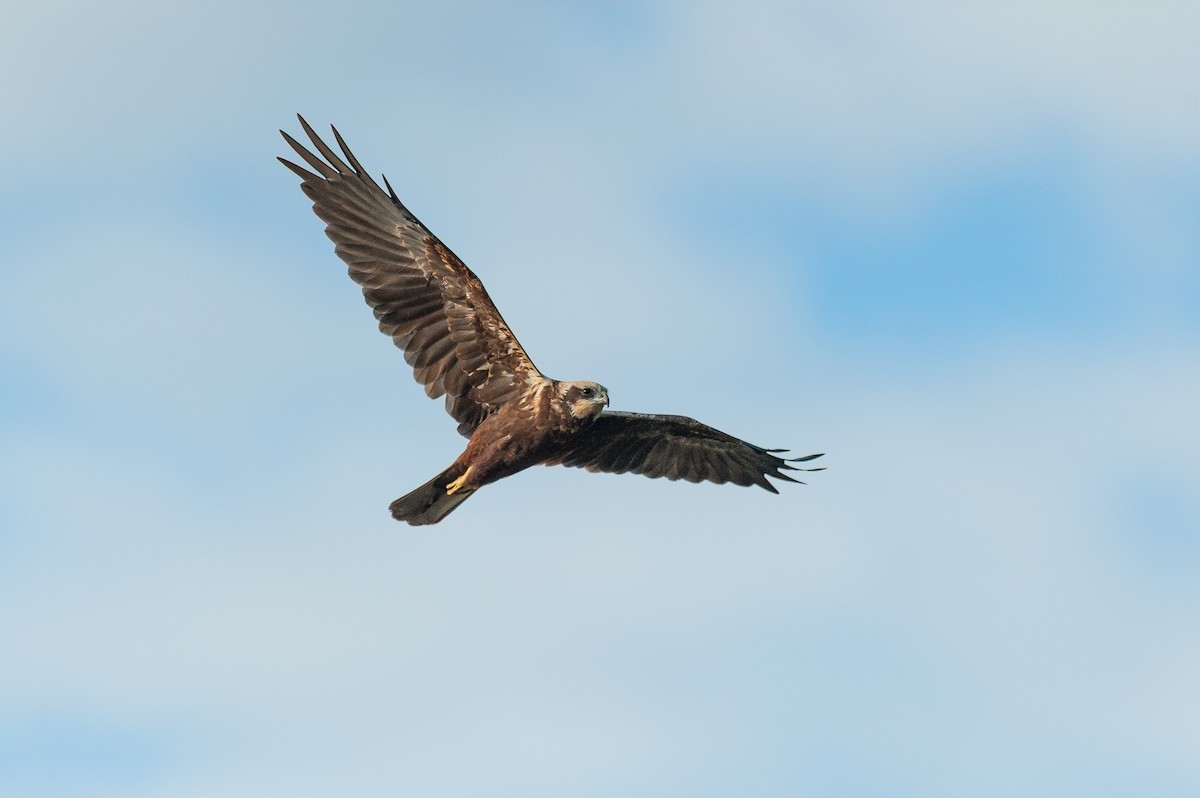 Zingira-mirotz eurasiarra - ML649439941