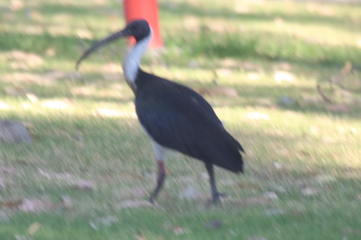 Ібіс австралійський - ML649439948