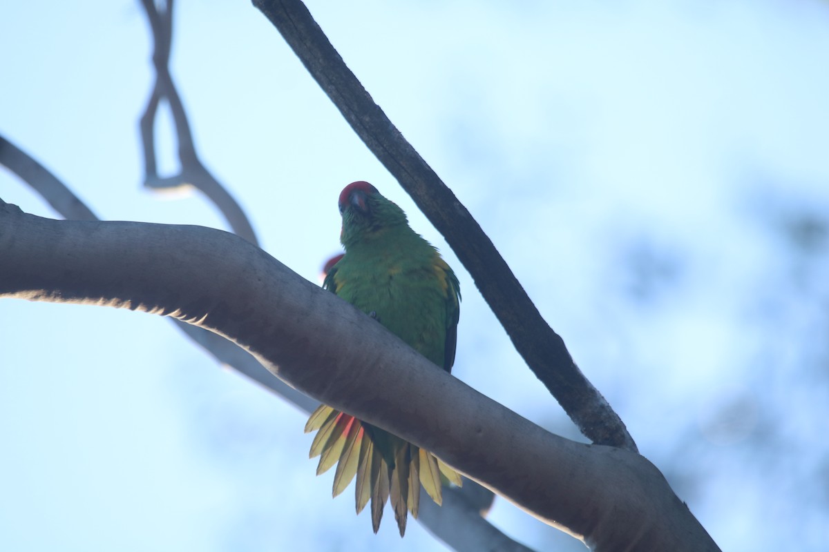 Лорікет-нектароїд червонолобий - ML649439963