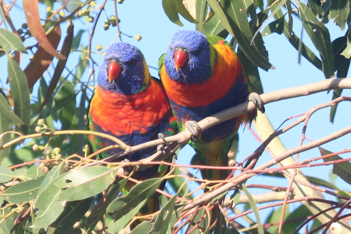 Лорікет синьоголовий - ML649439967