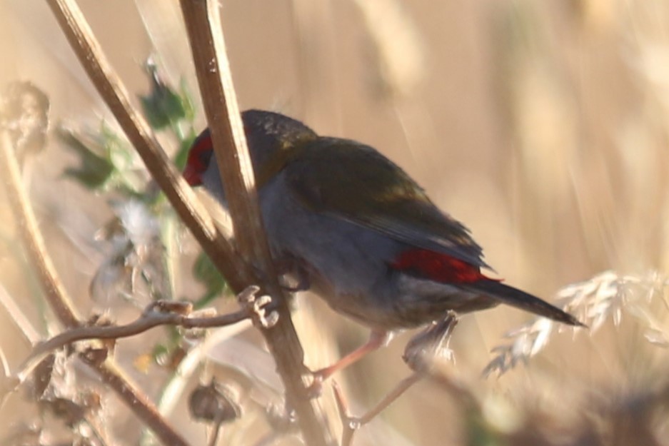 Амадина-рубінчик червоноброва - ML649439979