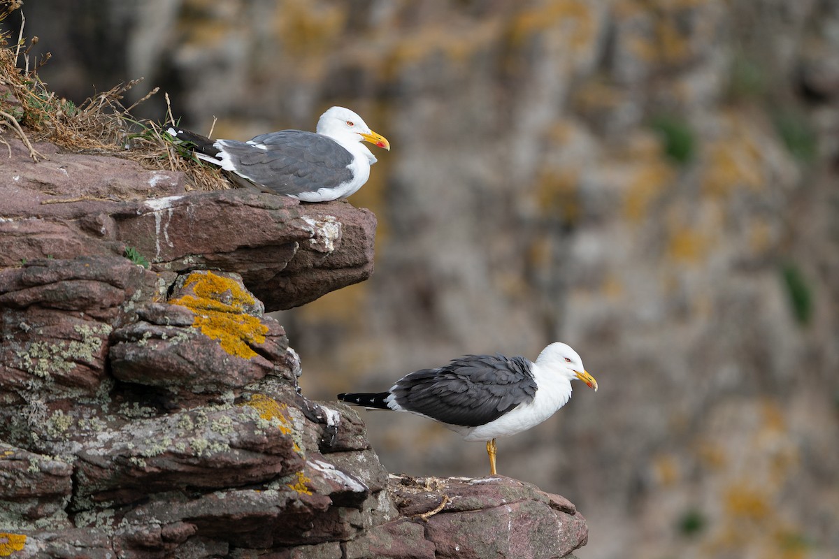 Kaio iluna (graellsii) - ML649440041