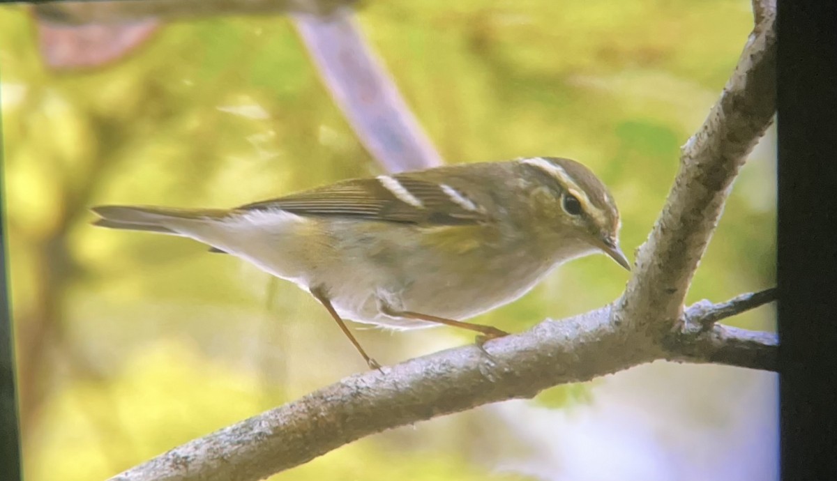 Вівчарик лісовий - ML649440083