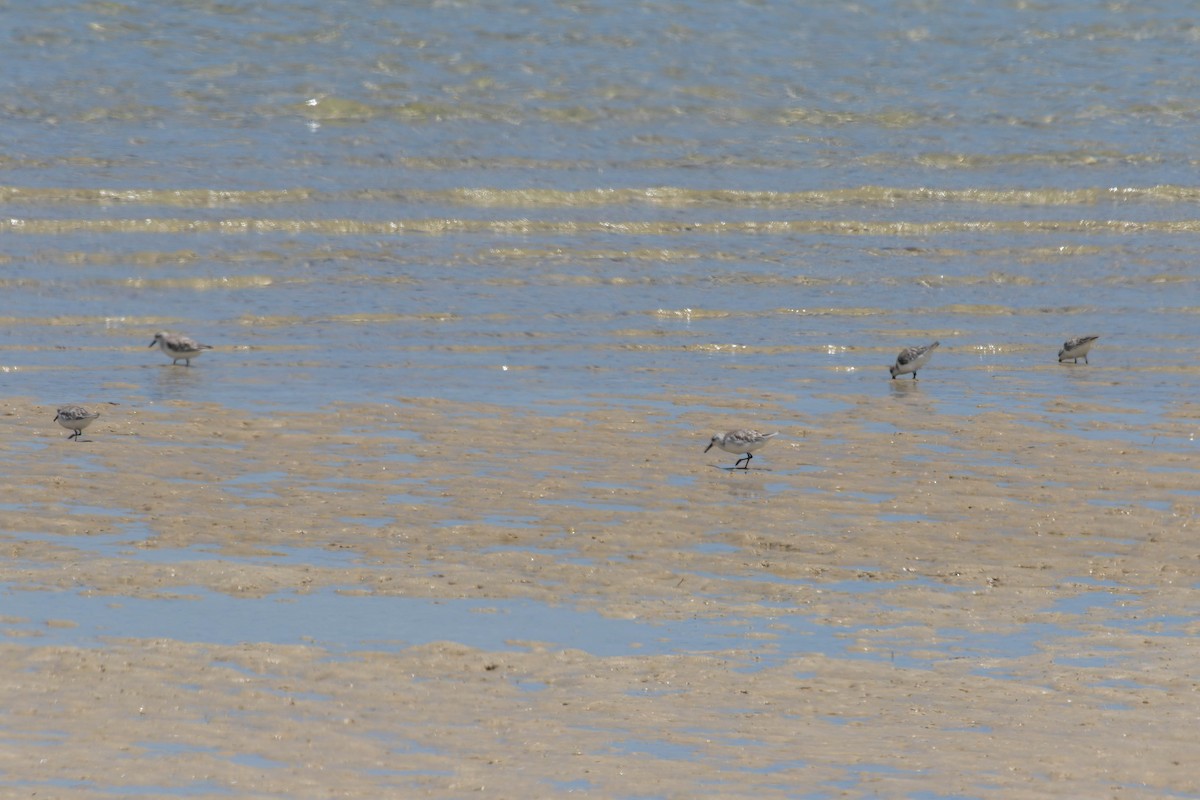 jespák písečný - ML649440238