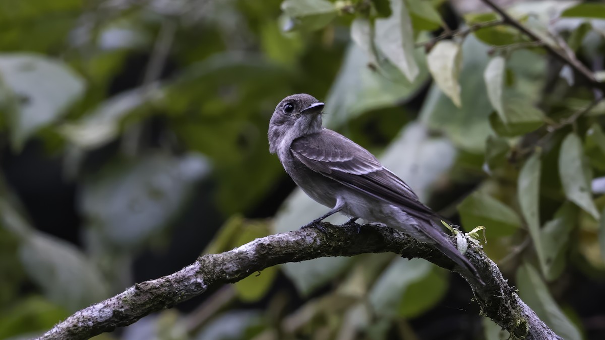 Mouse-colored Tyrannulet (Northern) - ML649440464
