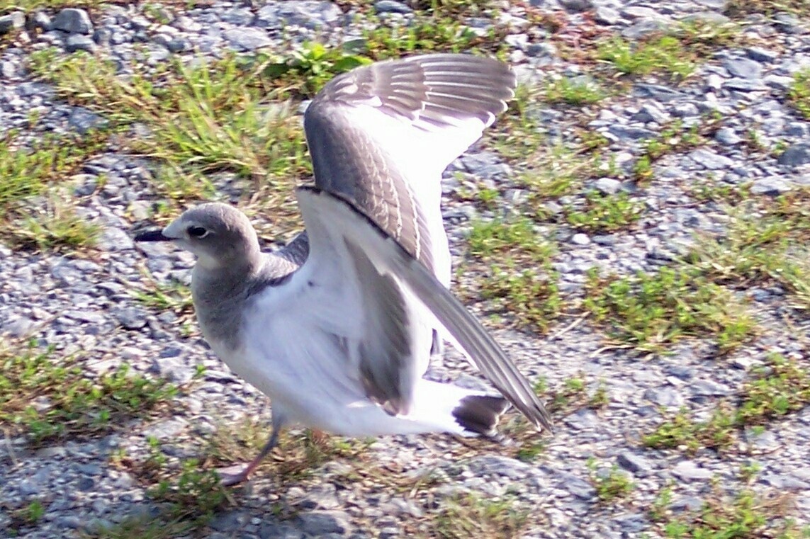 Sabine's Gull - Transylvania County Bird Club