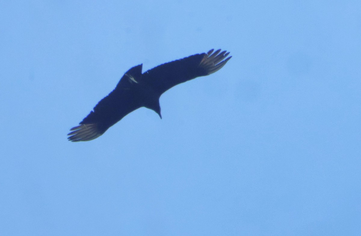 Black Vulture - ML649440808