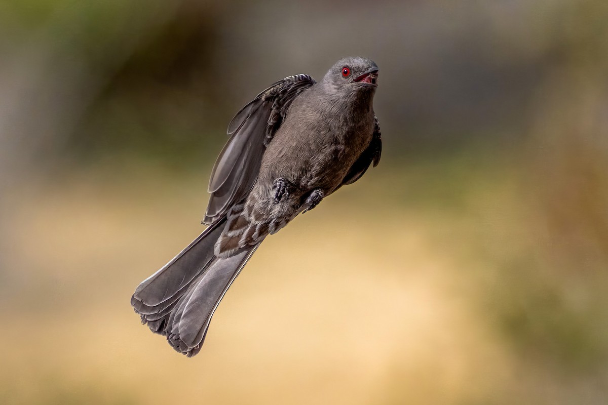 Phainopepla - ML649440940