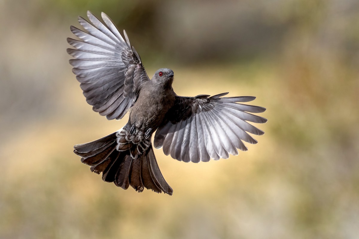 Phainopepla - ML649441132