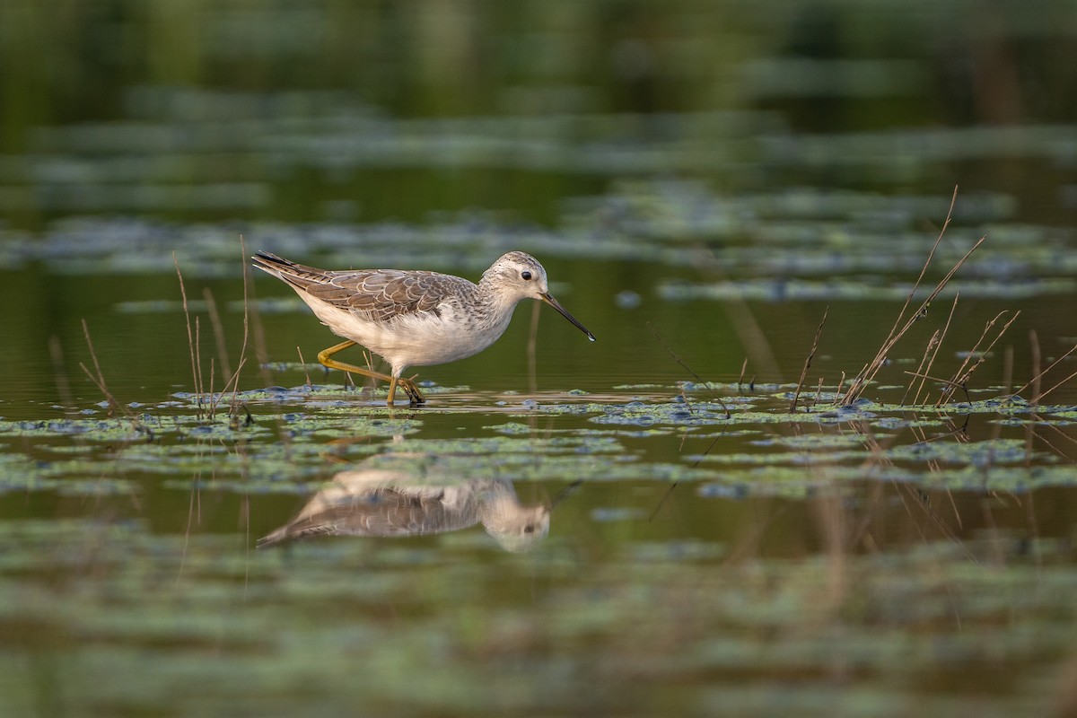 Urmael-kuliska - ML649441188