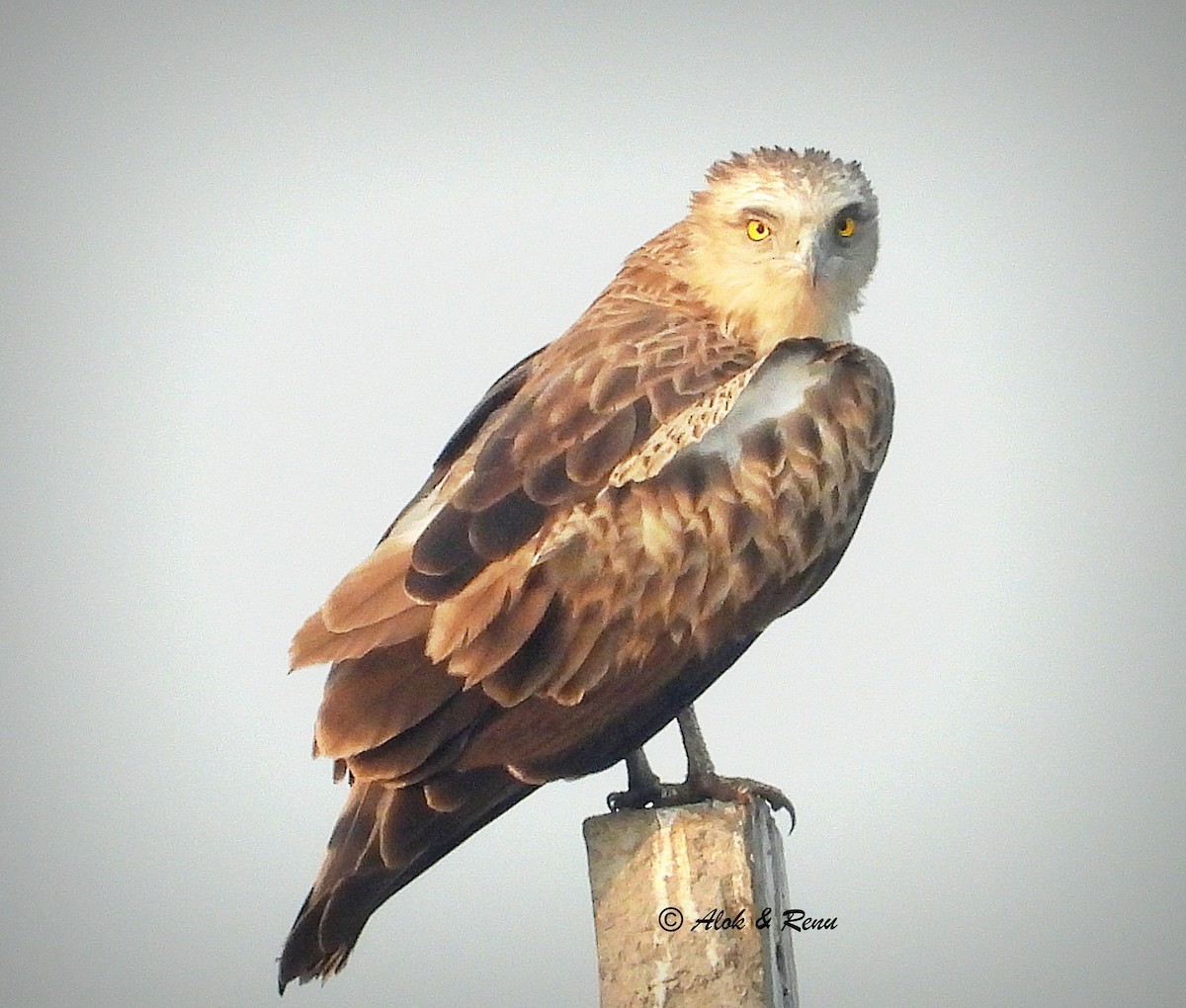 slangeørn - ML649441349