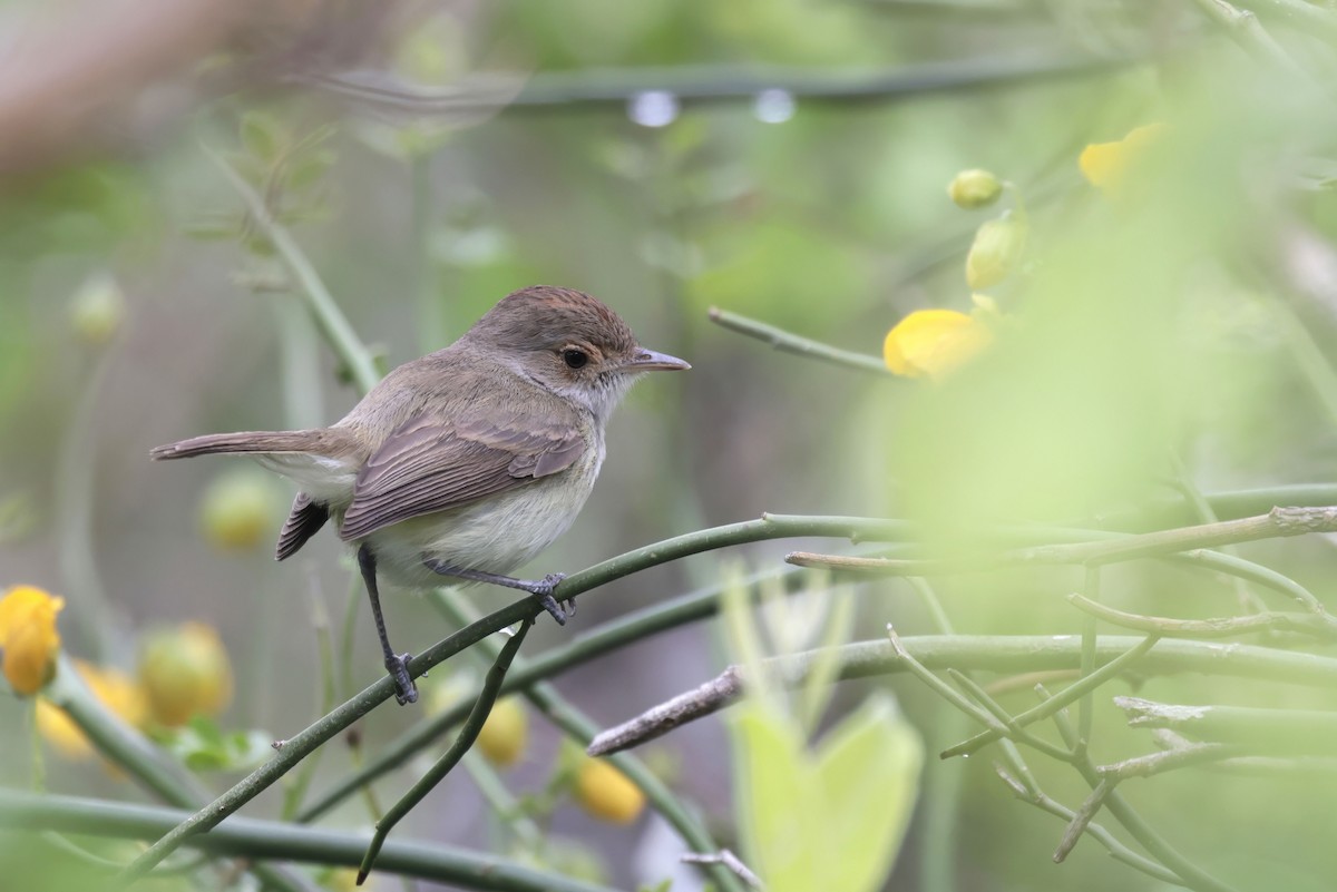 Fulvous-crowned Scrub-Tyrant - ML649441449