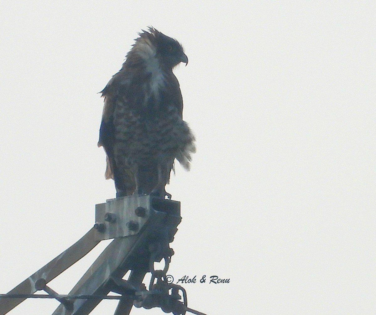 slangeørn - ML649441694