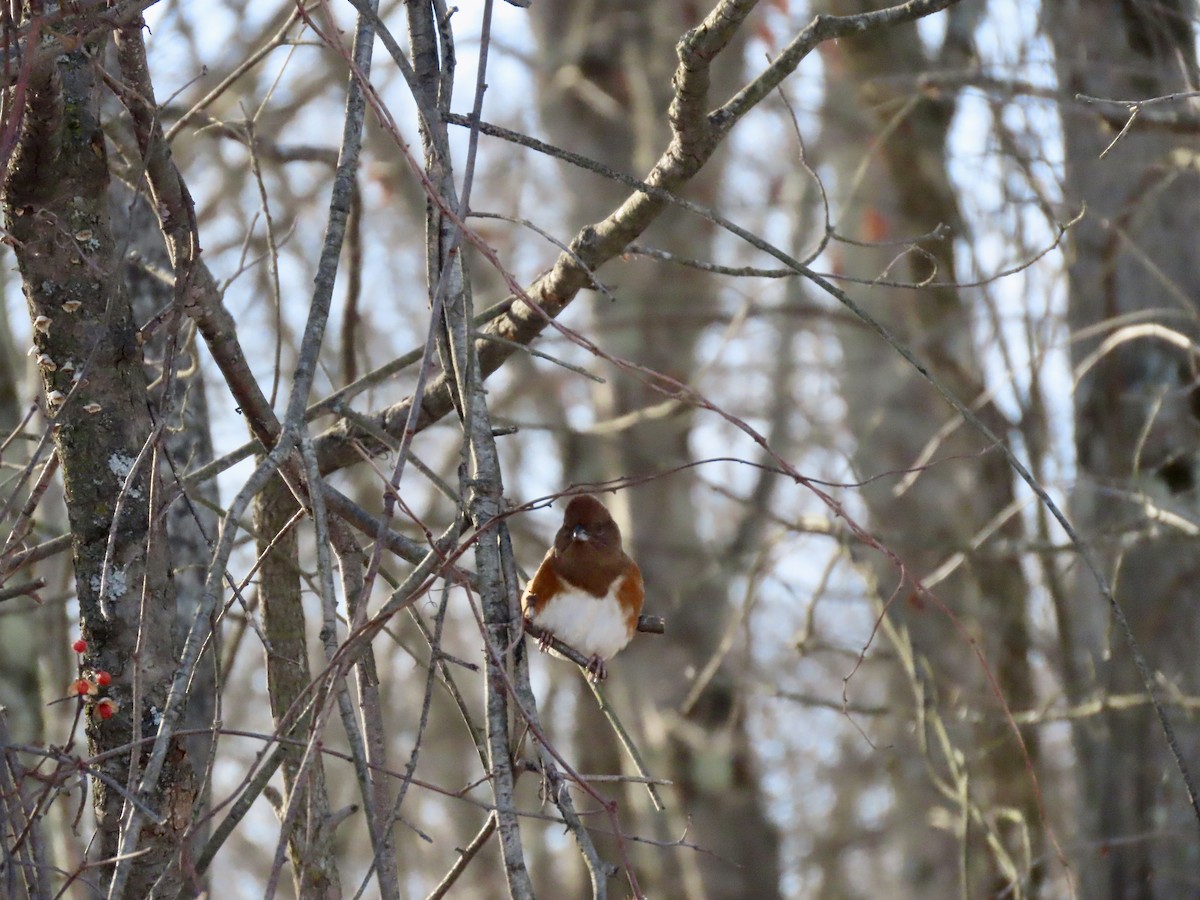 Eastern Towhee - ML649441742