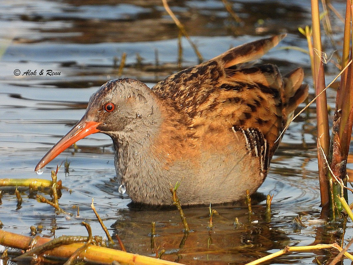 vannrikse - ML649441853