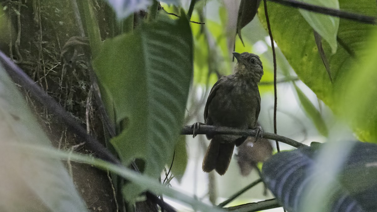 Western Woodhaunter - ML649441857