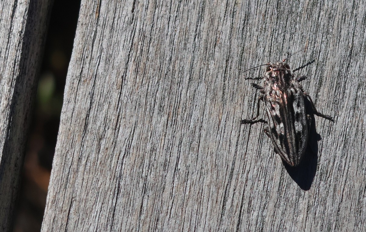 Sculptured Pine Borers - ML649441993