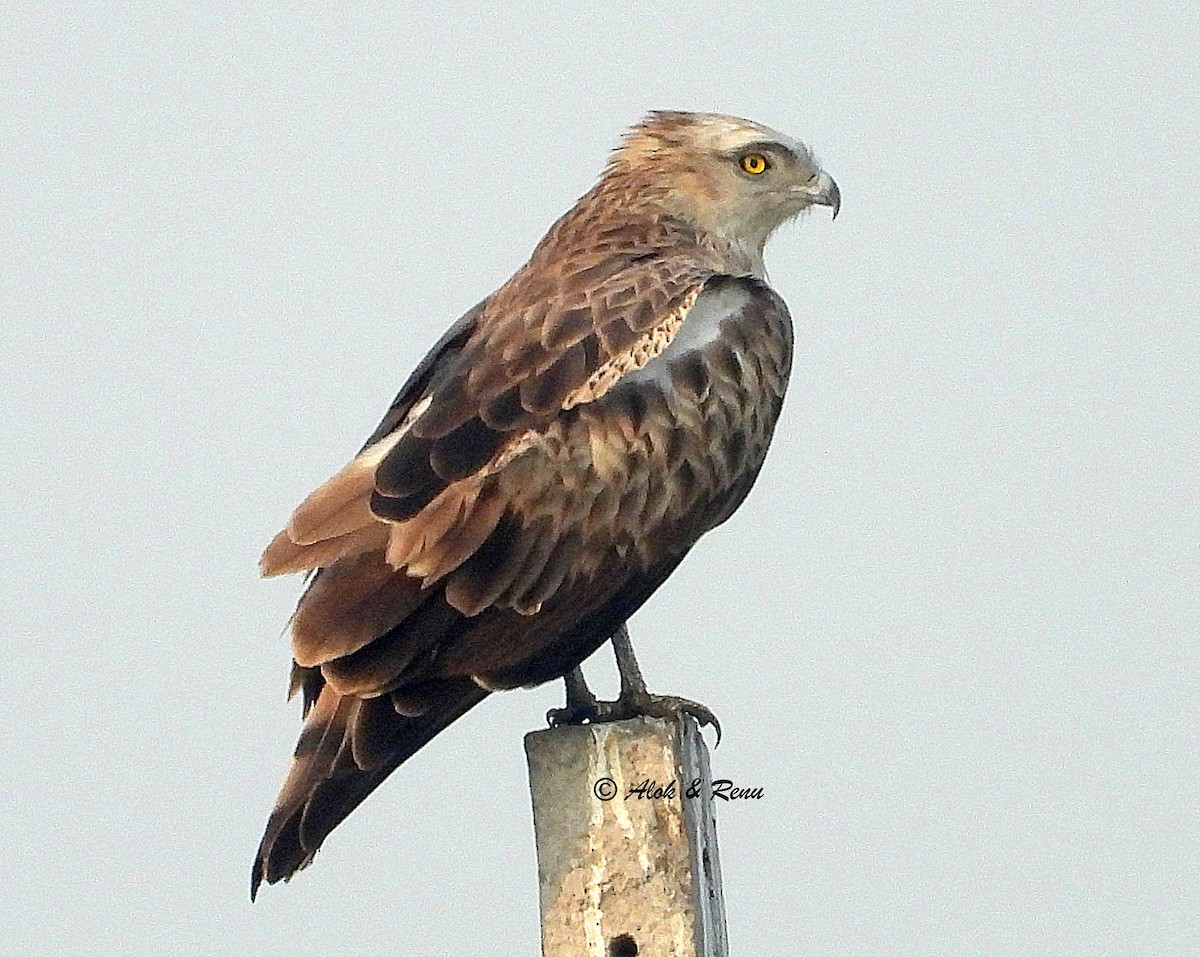 slangeørn - ML649442118