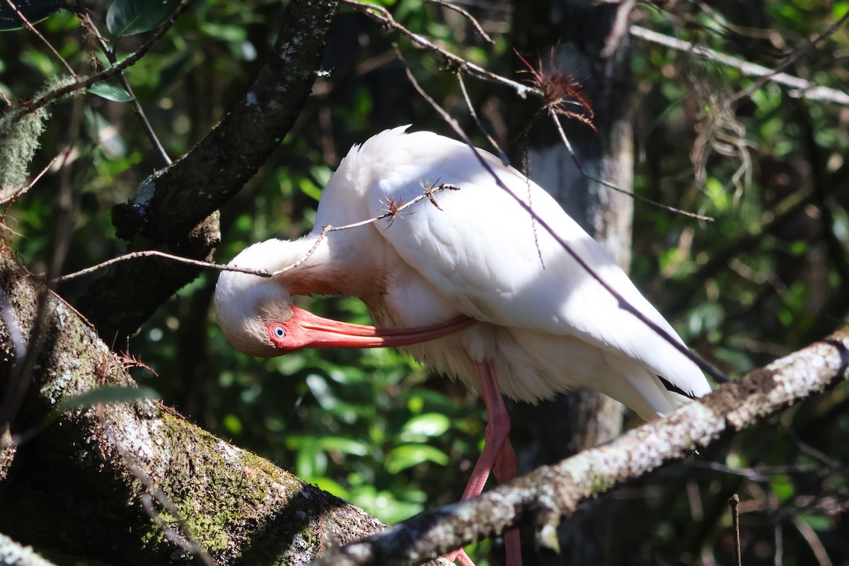 White Ibis - ML649442119
