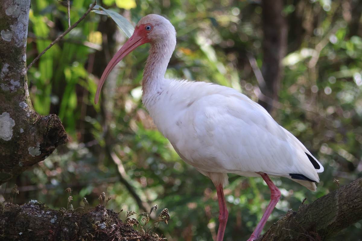 White Ibis - ML649442120