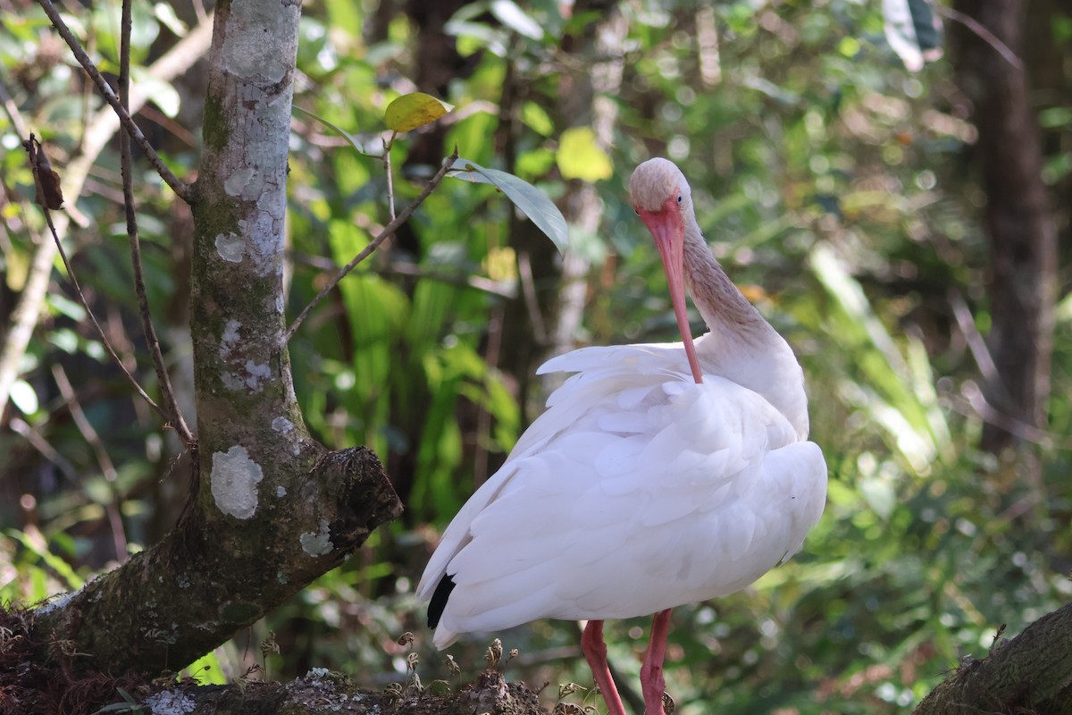 White Ibis - ML649442121