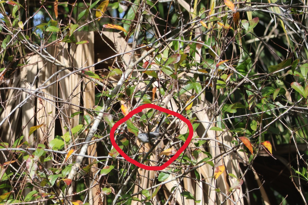 Blue-gray Gnatcatcher - ML649442145