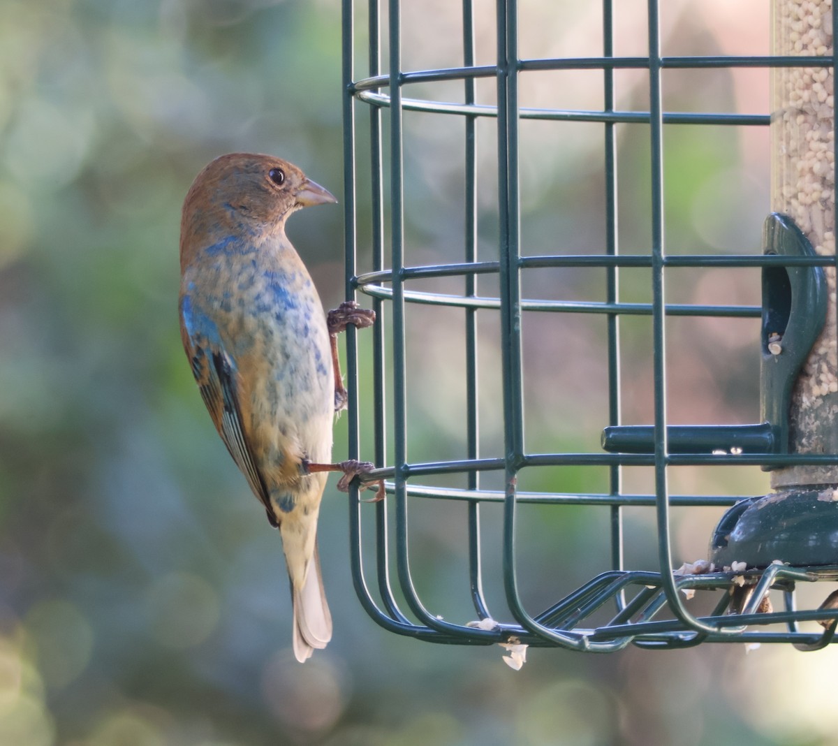 Indigo Bunting - ML649442152