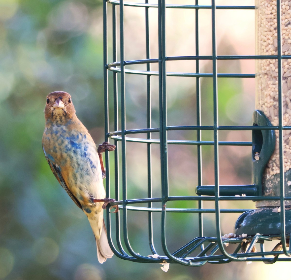 Indigo Bunting - ML649442153