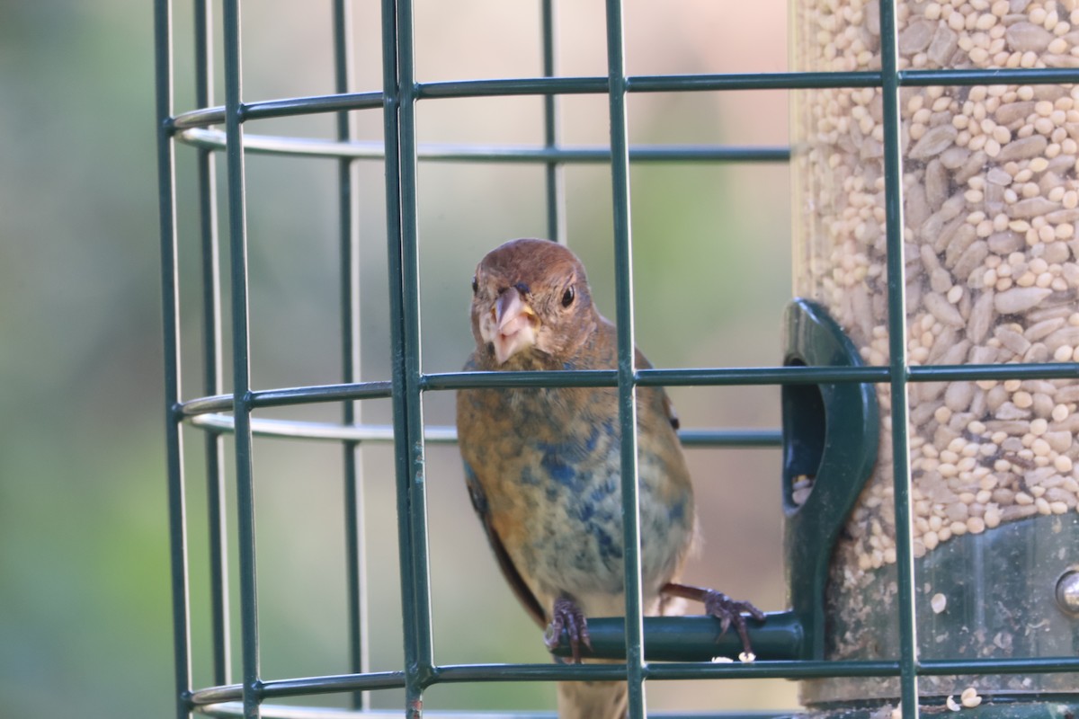 Indigo Bunting - ML649442154