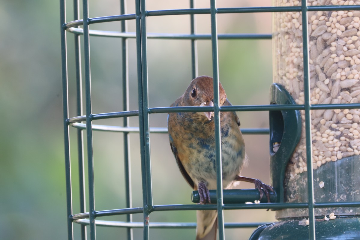 Indigo Bunting - ML649442155