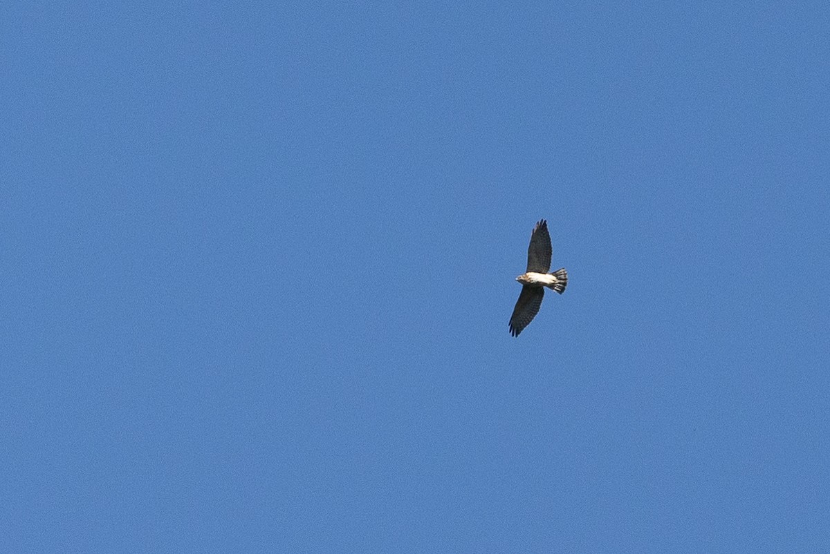 Busardo Aliancho - ML649442509