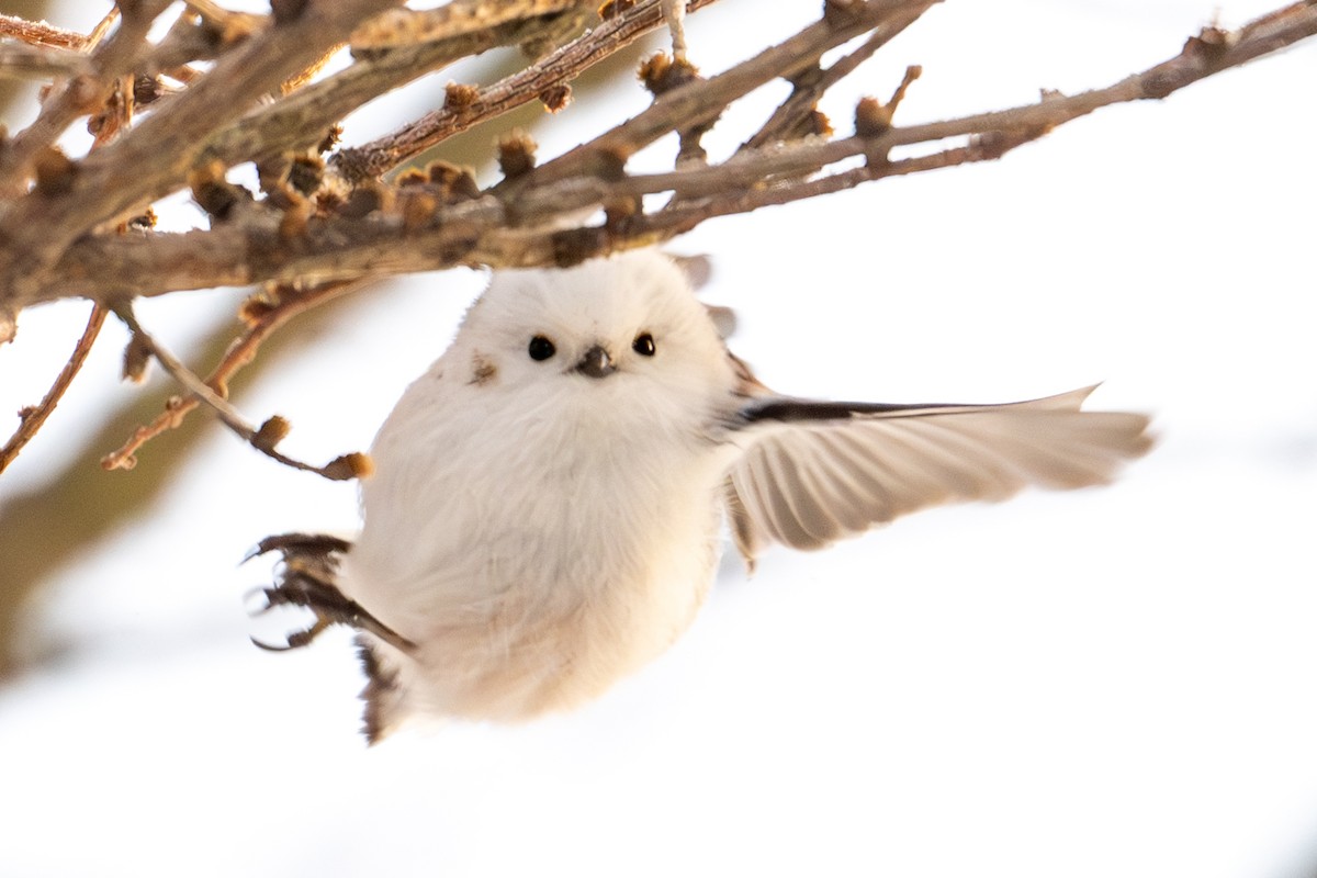 ירגזי זנבתן (לבן-ראש) - ML649442880