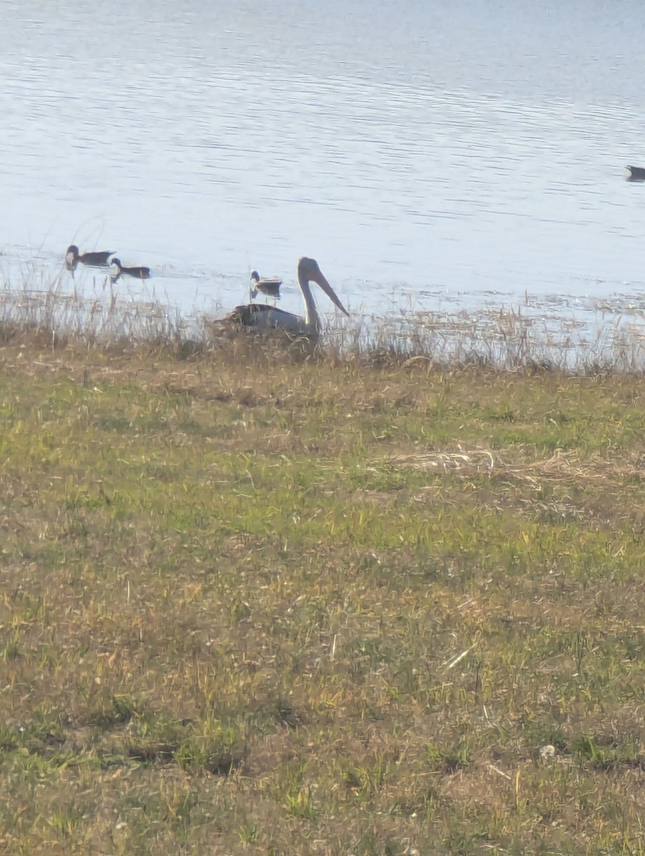 Пелікан австралійський - ML649442903