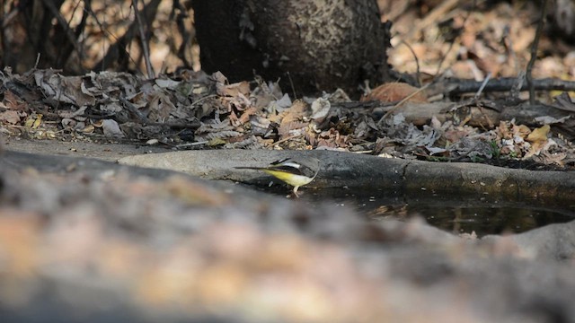 Gebirgsstelze - ML649443047