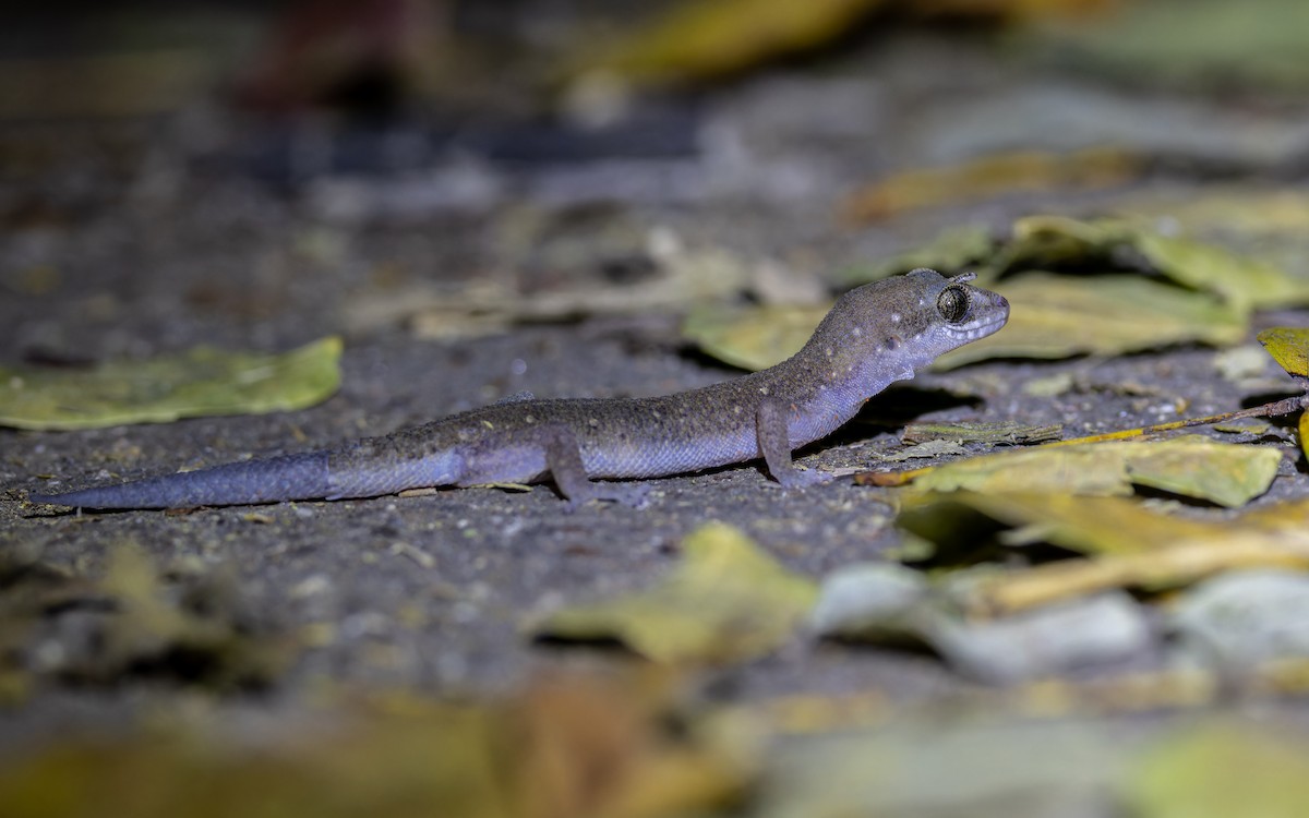 Southeast Asian Leaf-toed Geckos - ML649443191
