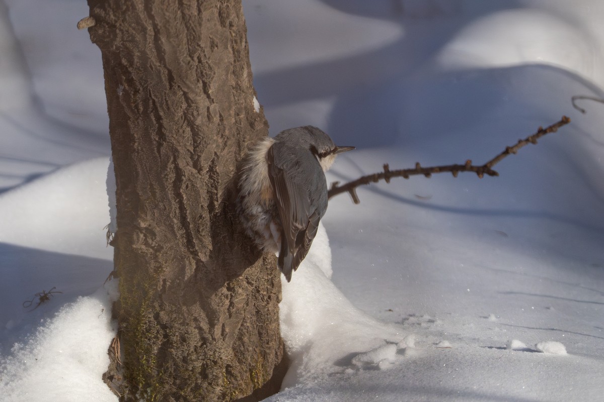 Повзик звичайний [група asiatica] - ML649443382