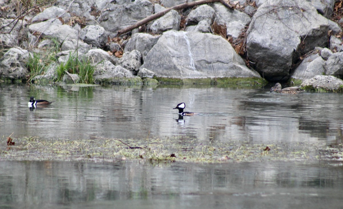 Крех жовтоокий - ML649443438